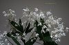 Den. Delicatum  (Den. speciosum x Den. kingianum ) (2)